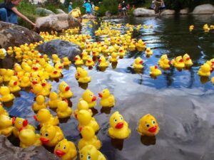 Duck Race til leje